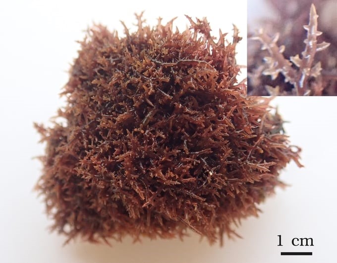 One of four newly discovered seaweed species. Photo: RIMF.