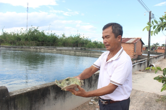 Ba ba dễ nuôi, ít công chăm sóc, ăn tạp, lãi cao. Ảnh: Trần Trung.