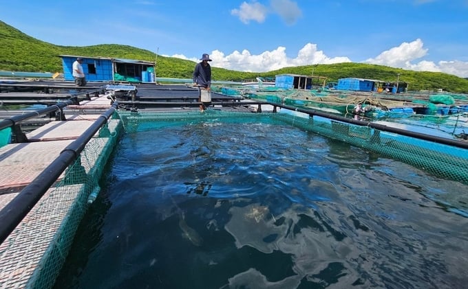Aquaculture farmers anticipate the assignment of mariculture areas to engage in production with confidence. Photo: KS.