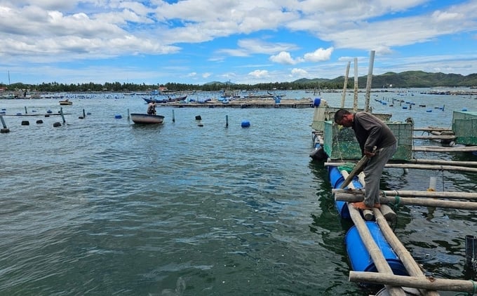 Cage aquaculture in Song Cau town, Phu Yen province. Photo: KS.