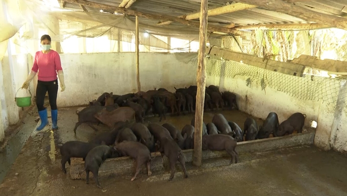 Chăn nuôi lợn đen bản địa giúp cải thiện thu nhập cho nhiều hộ dân ở khu vực nông thôn huyện Na Rì. Ảnh: Ngọc Tú. 