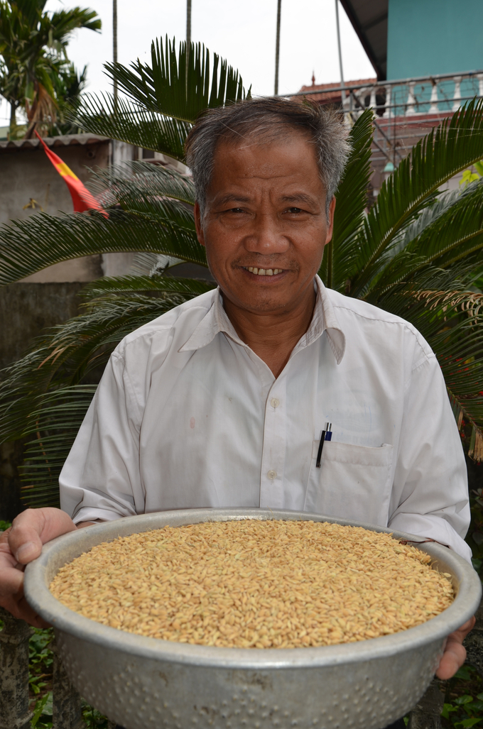 Ứng Hòa là nơi đi tiên phong trong trồng lúa Nhật, làm thương hiệu cho hạt gạo Nhật. Ảnh: NNVN. 