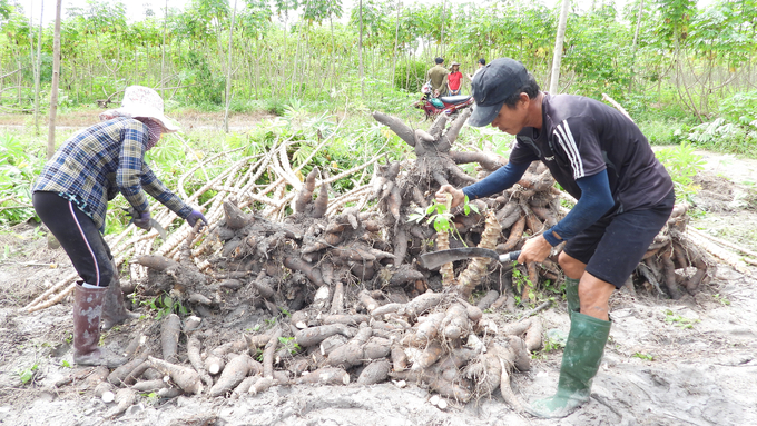 Thanks to good farming techniques, Tay Ninh cassava still maintains high productivity. Photo: Tran Trung.