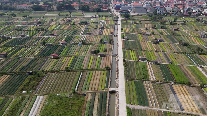 Những cánh đồng rau xanh mướt, trải dài hết tầm mắt tại xã Phạm Kha, huyện Thanh Miện, Hải Dương. Ảnh: Hùng Khang.