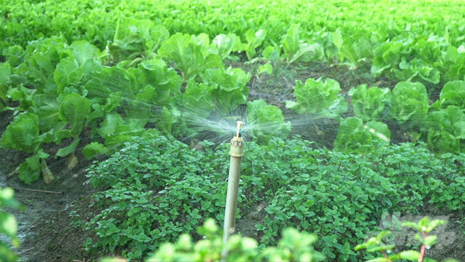 Hệ thống tưới nước tự động sẽ đảm bảo độ ẩm của đất đồng đều và tiết kiệm nước. Ảnh: Hùng Khang.