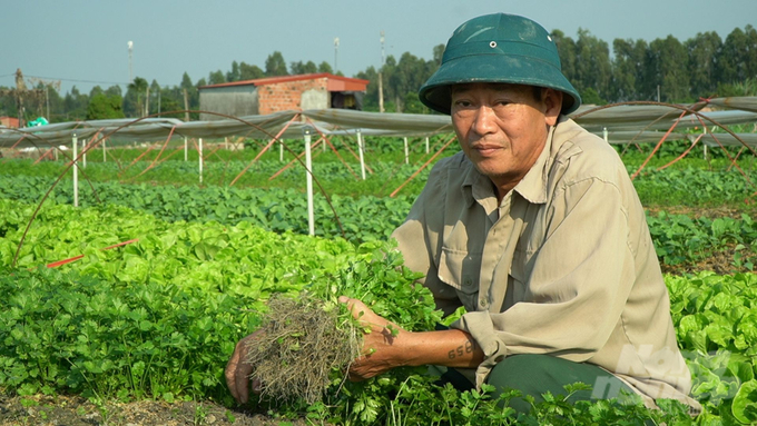 Ông Nguyễn Văn Định vừa thu hoạch rau, vừa chia sẻ với chúng tôi về niềm vui của người dân trong xã. Ảnh: Hùng Khang.