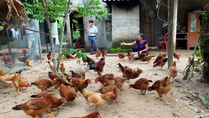 Giống gà kiến được hỗ trợ cho bà con huyện Tuyên Hóa để phục hồi và nhân rộng. Ảnh: T. Phùng.