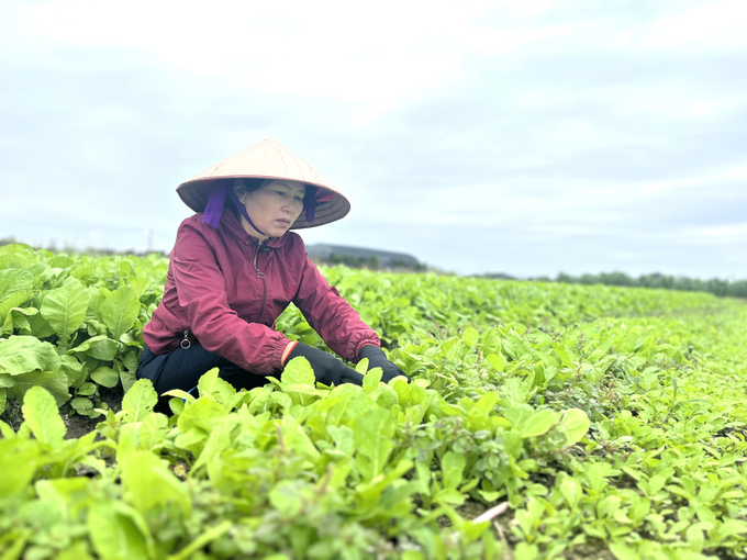 Bà Nguyễn Thị Phượng, xã viên HTX Bắc Hồng cho biết, được tham gia nhiều lớp tập huấn nên hiện nay, các xã viên trong HTX đều nhận thức được rằng phải sản xuất sản phẩm an toàn. Ảnh: Hồng Thắm.