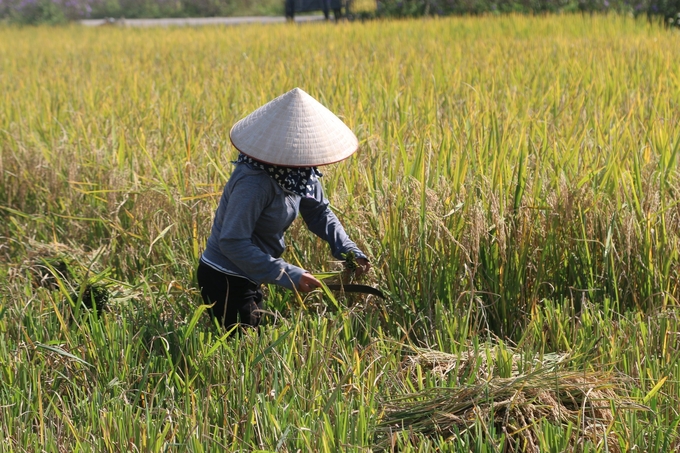 Hơn 90% người dân xã Đại Thắng trồng lúa nếp cái hoa vàng. Ảnh: Đinh Mười.