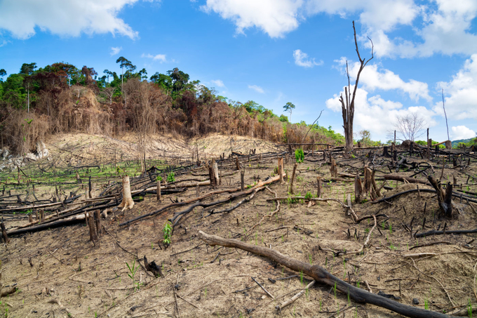Hiện trường một vụ phá rừng ở El Nido, tỉnh Palawan, miền tây Philippines, năm 2014.
