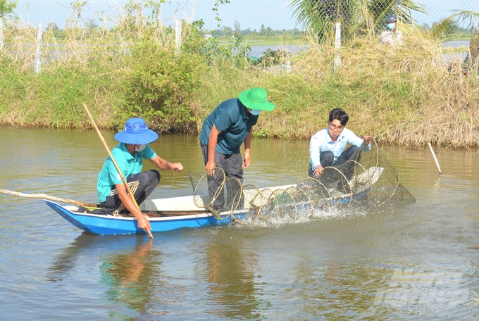 Kiên Giang có diện tích thả nuôi tôm lớn nhưng chủ yếu là nuôi quảng canh; tôm nuôi thâm canh công nghiệp chậm phát triển, dẫn đến sản lượng đạt thấp. Ảnh: Trung Chánh.