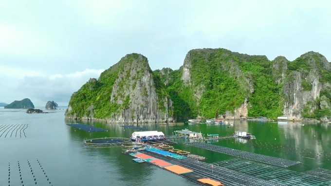 Quang Ninh has advantages and potential to develop marine farming, aiming for export. Photo: Nguyen Thanh.