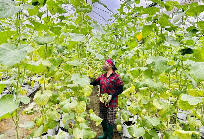 IPHM is an important foundation for Hanoi to implement the process of restructuring high-quality crops, organic agriculture, ecology, and biodiversity. Photo: Phuong Thao.
