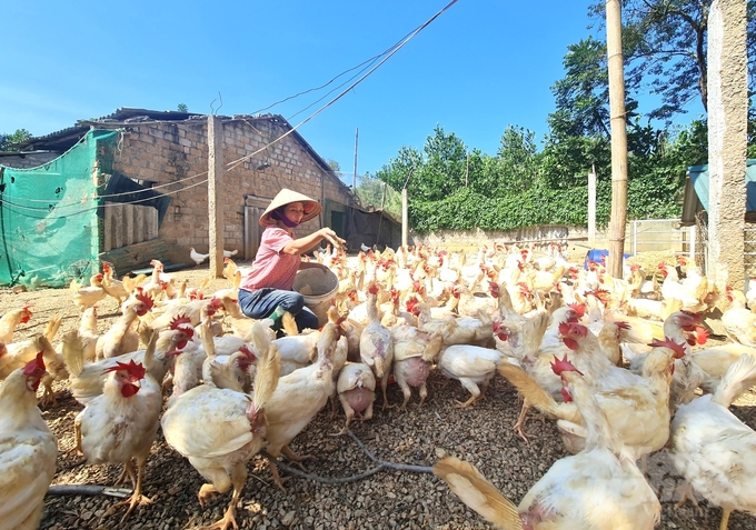 Từ nuôi gà đẻ trứng, mỗi năm gia đình chị Thắm thu lãi hơn 100 triệu đồng. Ảnh: Đào Thanh.