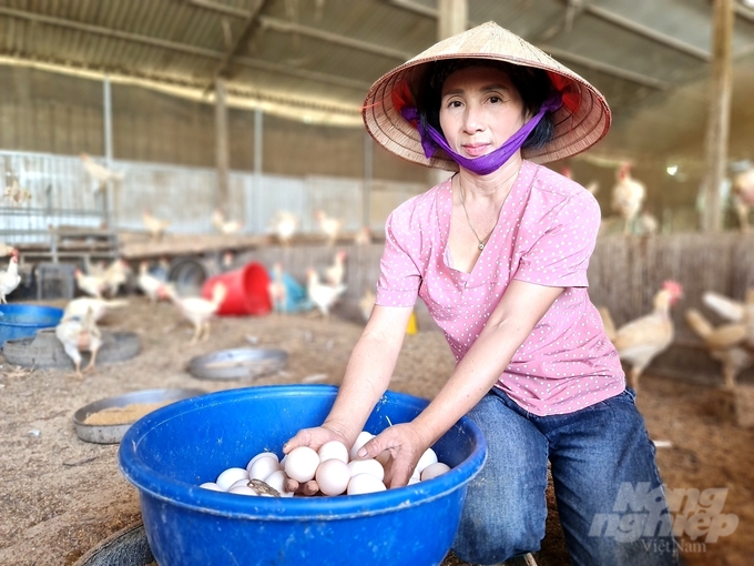 Phòng bệnh cho đàn gà bằng lá cây rừng giúp chị Thắm giảm chi phí đầu tư mà chất lượng trứng vẫn đảm bảo. Ảnh: Đào Thanh.