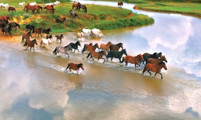 Horse hooves on Ba Van Hill. Photo: Pham Hieu.