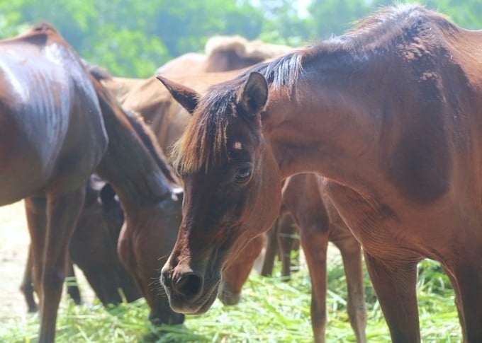 Because its predecessor was Ba Van Horse Breeding Farm, the Center has many years of experience in researching and developing horse breeds in Vietnam. Photo: Pham Hieu.