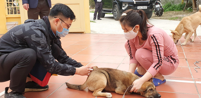 Người dân đưa chó mèo đến điểm tiêm vắc xin phòng bệnh dại tập trung tại nhà văn hoá khu dân cư. Ảnh: Viết Cường