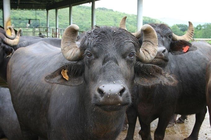 Murrah buffalo breeds are being cared for and kept by the Center. Photo: Pham Hieu.