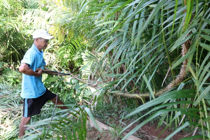 Cây mây nước dễ trồng, ít tốn công chăm sóc và thích hợp với nhiều chân đất ở vùng miền núi tỉnh Quảng Ngãi. Ảnh: K.H.