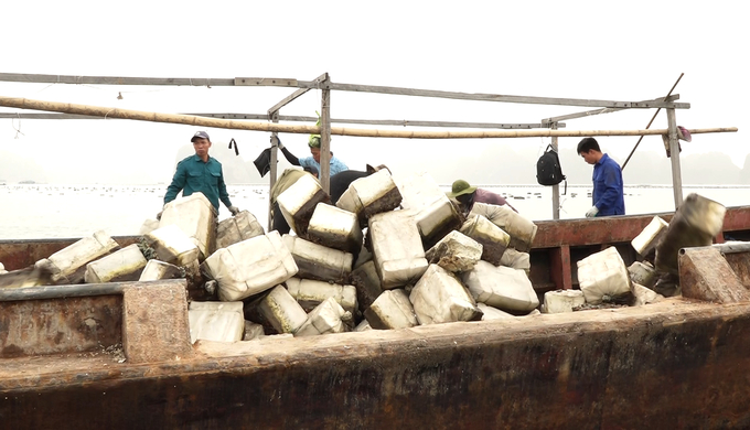 Lực lượng chức năng thu gom, xử lý phao xốp trên vùng biển TP Móng Cái. Ảnh: Nguyễn Thành.