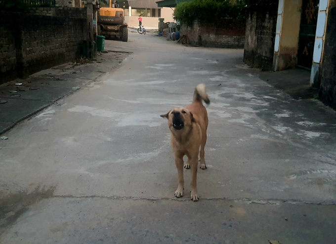 Chó thả rông ngoài đường không được rọ mõm trong khu dân cư ở TP. Uông Bí, nguy hiểm cho người dân. Ảnh: Viết Cường.