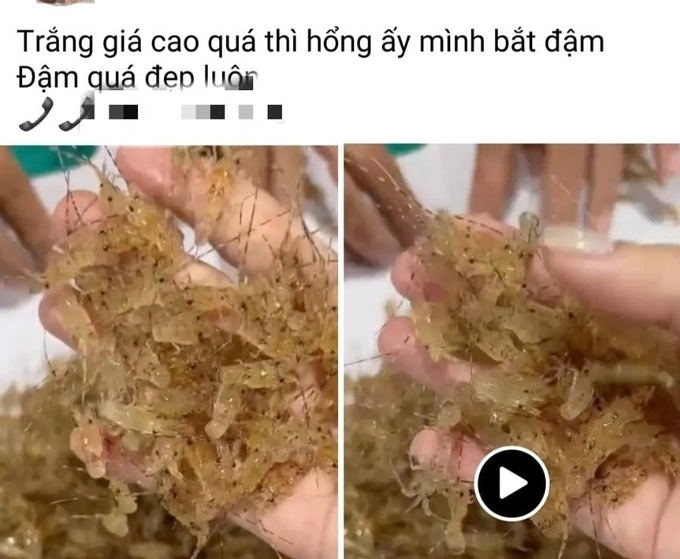 Hiện con giống tôm hùm rao bán nhan nhản trên mạng xã hội. Ảnh: KS.