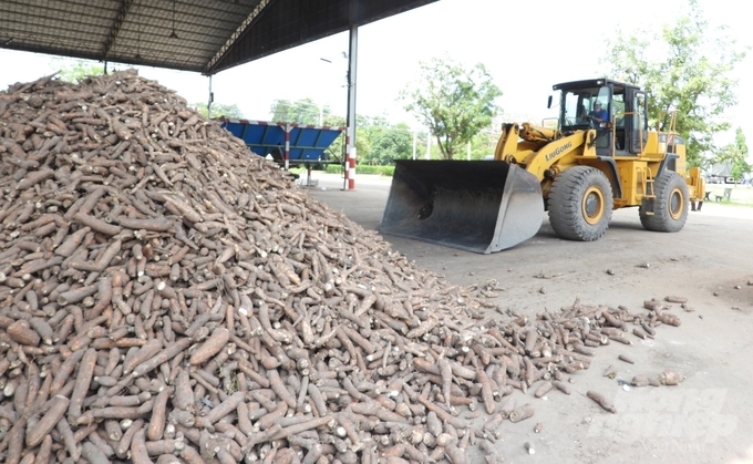 Tay Ninh is considered the 'capital' of the cassava starch processing industry for export nationwide. Photo: Tran Trung.