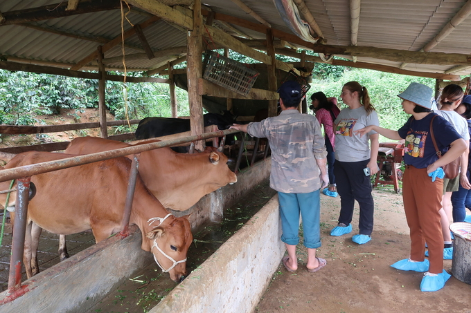 SAPLING team visits farms in Mai Son district, Son La province. Photo: ILRI.