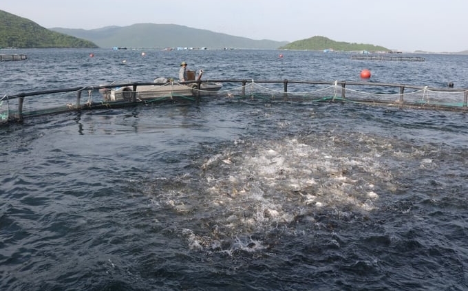 Vietnam's strategy in the coming time to develop a sustainable fisheries industry is to increase marine farming and reduce exploitation. Photo: K.S.