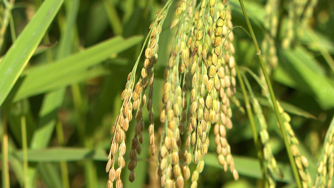 Bắc Kạn có nhiều giống lúa đặc sản bản địa, có thể gắn với sản xuất hữu cơ để xây dựng thương hiệu, khai thác đa giá trị. Ảnh: Ngọc Tú. 