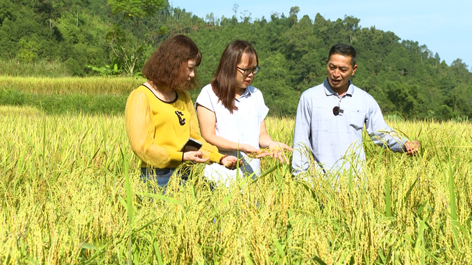 Ông Hà Quốc Hiếu ở thôn Thạch Ngõa 1 (xã Mỹ Phương, huyện Ba Bể) giới thiệu ruộng lúa hữu cơ của gia đình. Ảnh: Ngọc Tú. 