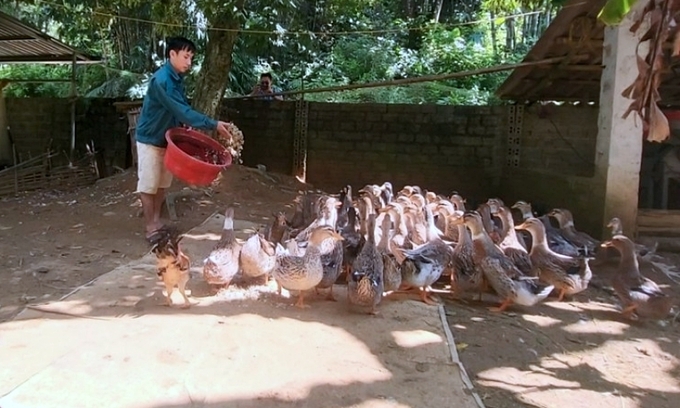 Co Lung ducks are raised quite a lot by Thai ethnic people in the mountainous district of Ba Thuoc.