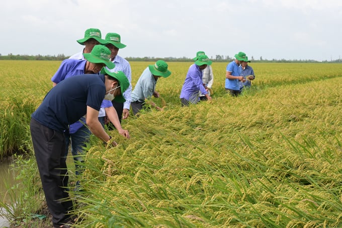 Farmers visiting and evaluating a 50-hectare integrated rice field in Tam Nong district, Dong Thap province, populated by DS1 rice variety from the Vietnam Rice Limited Liability Company.