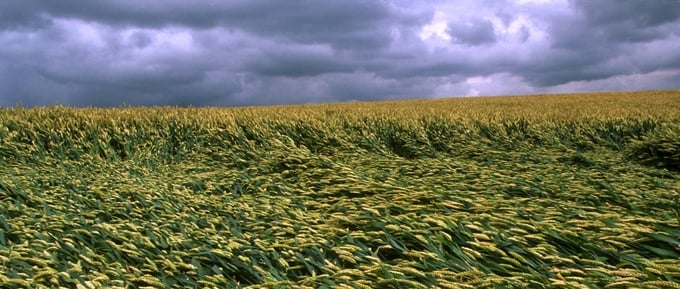 Field of soft wheat laid flat because of wind and rain.