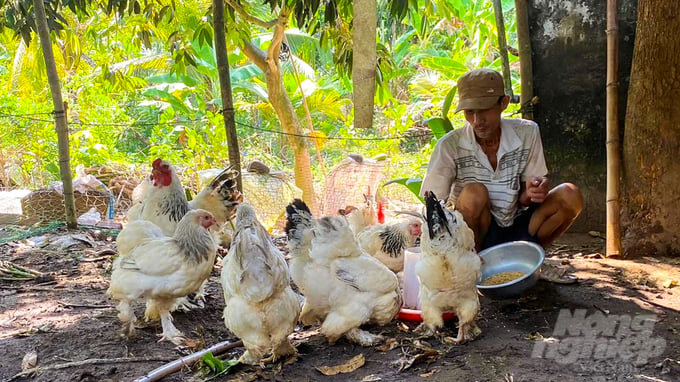 Giống gà Kỳ Lân là loài vật nuôi mới đang được một số bà con nông dân vùng ĐBSCL lựa chọn phát triển. Ảnh: Kim Anh.