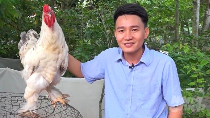 Do mang lại hiệu quả kinh tế cao, anh Nguyễn Hoàng Nam ở huyện Chợ Mới, tỉnh An Giang lựa chọn giống gà Kỳ Lân để chăn nuôi. Ảnh: Kim Anh.