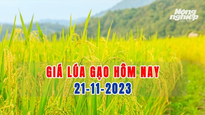 Cập nhật giá lúa gạo trong nước mới nhất ngày 21/11/2023