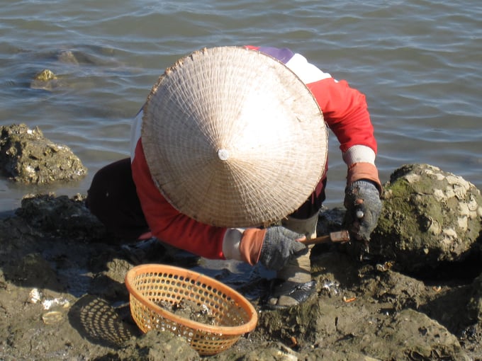 Một phụ nữ đang cặm cụi cạy hàu ở đầm nước mặn Sa Huỳnh. Ảnh: Thanh Kỳ.