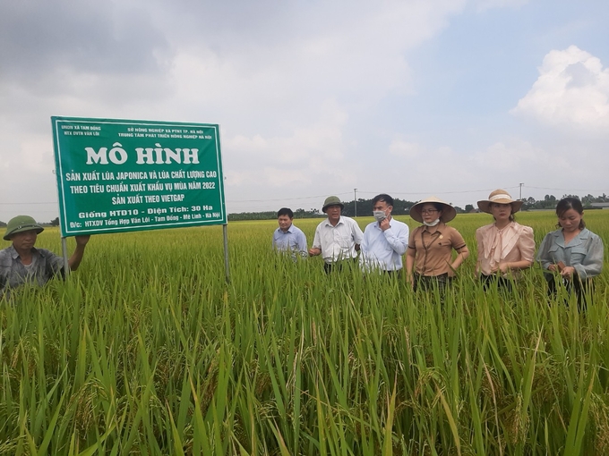 Mô hình sản xuất lúa Japonica và lúa chất lượng cao theo tiêu chuẩn xuất khẩu ở xã Tam Đồng, huyện Mê Linh, TP Hà Nội. Ảnh: VĐ.
