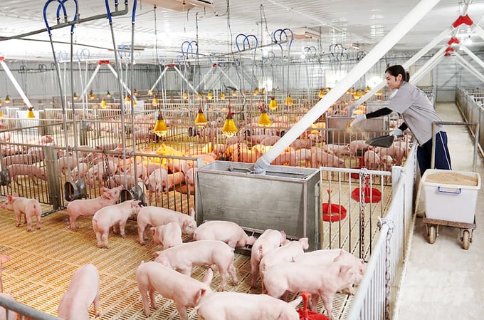 Xu hướng chuyển dịch cơ cấu ngành chăn nuôi lợn theo hướng hiện đại hóa và công nghiệp hóa. Ảnh: MS.
