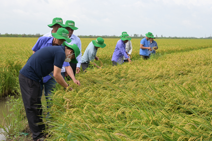 Nông dân tham quan đánh giá giống lúa ĐS1 của Công ty TNHH Lúa gạo Việt Nam trên cánh đồng liên kết bao tiêu sản phẩm 50ha tại Tam Nông (Đồng Tháp).