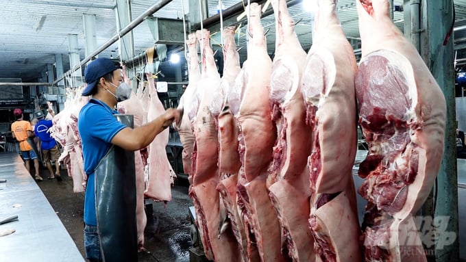 Tiêm phòng vacxin dịch tả heo Châu Phi cho đàn lợn thịt sẽ giúp kiểm soát tốt dịch bệnh đảm bảo nguồn cung cho thị trường cuối năm và Tết Nguyên đán 2024. Ảnh: MV.