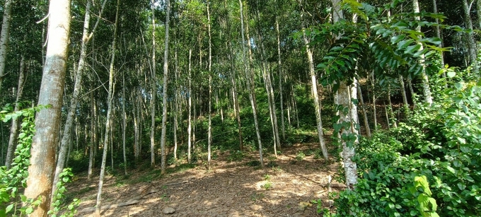 Rừng FSC giúp gia tăng giá trị kinh tế trên đơn vị diện tích rừng trồng. Ảnh: Hải Nam.