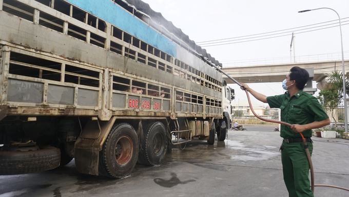 Cán bộ Trạm Kiểm dịch Động vật Thủ Đức khử trùng xe vận chuyển heo trước khi vào TP.HCM. Ảnh: Nguyễn Thủy.