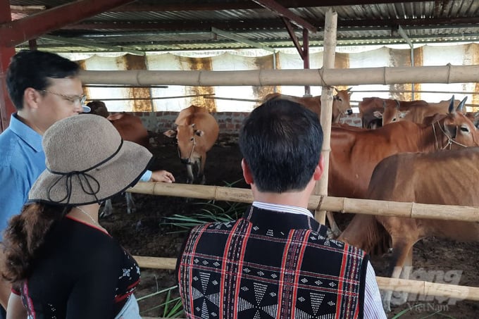 Organic cow farming model in A Luoi district, Thua Thien - Hue province. Photo: Cong Dien.