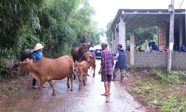 Người chăn nuôi ở Tuyên Hó a đưa trâu, bò đi tiêm vacxin phòng bệnh. Ảnh: T. Phùng.