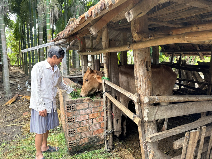 Ngành chức năng tỉnh Quảng Ngãi khuyến cáo các hộ chăn nuôi nâng cao công tác phòng chống dịch bệnh trong mùa mưa lũ. Ảnh: L.K.