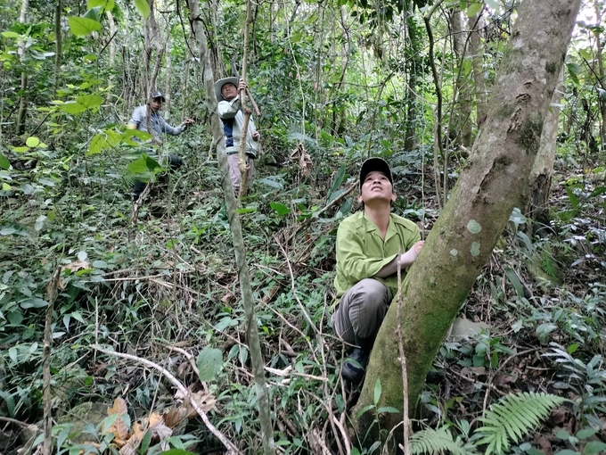 Phuoc Binh National Park Management Board strengthens forest management, protection and development. Photo: V.D.T.