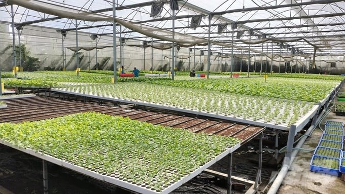 The advantage of the hydroponic model is that vegetables are grown in the membrane house, avoiding insects and pests. Photo: Tran Trung.